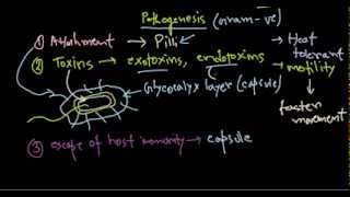 Pseudomonas aeruginosa pathogenesis [upl. by Bledsoe798]