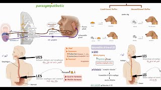 المحاضرة 3 من كورس الفيسيولوجي الجزء الثاني Physiology GIT Lecture  3  part 2   GIT [upl. by Garceau]