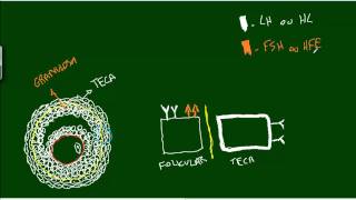 Desenvolvimento do Folículo  Hormônios [upl. by Arly]
