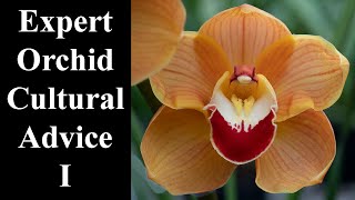 Cymbidium Orchid Care Tips You Need To Know [upl. by Eicyak]