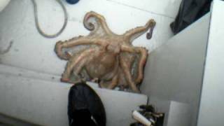 Octopus changes colour outside the water [upl. by Westland]