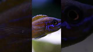 Paracyprichromis nigripinnis  Rare and Awesome shorts [upl. by Seraphine]