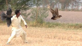 How a trained goshawk catches a quail  Hunt of hawk by Raptors Today [upl. by Mendel]