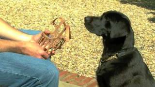 Dog Muzzle Training  How to muzzle a dog [upl. by Bowlds125]