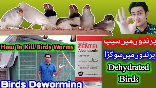 How To Deworming Birds And Parrots  Birds Seep Treatment  Sokrhey Ka Elaj  Zebra Finch Aviarys [upl. by Cedric]