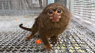 Cutest Marmoset Monkey  The most cutest monkey in the world [upl. by Mooney705]