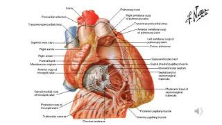 Cuore Configurazione interna dei ventricoli [upl. by Suoirred287]