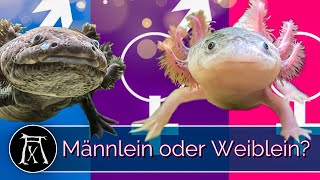 Axolotl Geschlechtsbestimmung So erkennst du WEN du da vor dir hast [upl. by Eduino]