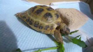 Re russian tortoise feeding [upl. by Delmar]