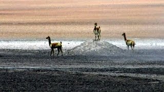 The Vicuna at Atacama desert Chile [upl. by Gusba]