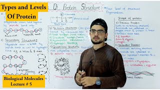 Protein Structure  Four levels of protein Organization  shape of protein [upl. by Mirabella]