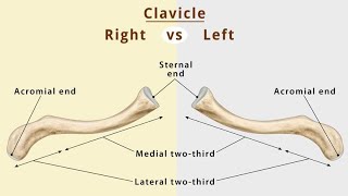 Anatomy of clavicle boneamp function collar bone 🦴 DrNY [upl. by Anemaj]