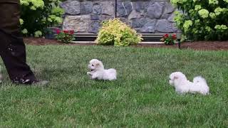 Maltese Puppies For Sale [upl. by Seabury]