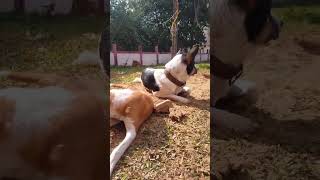 Art of Nature 10 Doggies song love music bollywoodsongs naturebeautymusic [upl. by Lain]