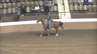 2013 Alabama Horse Fair McCurdy Plantation Horse Breed Demonstration [upl. by Hanley260]