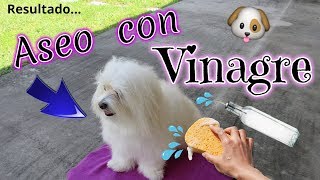 🐶💦ASEO con VINAGRE y AGUA PERRO SIN OLOR y SIN MANCHAS coton de Tulear I Lorentix [upl. by Nicolle]