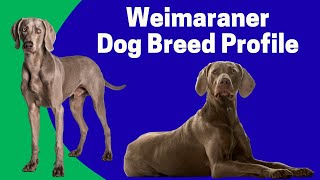 Weimaraner Dog Breed Profile  Characteristics History Care Tips for Pet Owners [upl. by Temirf]