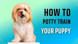 Ultimate Guide to Dog Potty Training Tips amp Tricks [upl. by Eslehc]