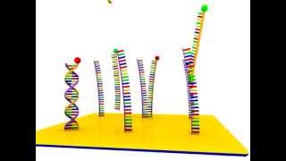 DNA Microarray [upl. by Ikey]