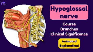 Hypoglossal Nerve  Course  Branches  Clinical Significance  Anatomy  Animated explanation [upl. by Ehsrop]