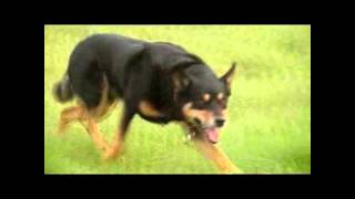 Working Kelpie at Mitchens a Videopresentation of Mitchens herding dogs [upl. by Drawoh995]