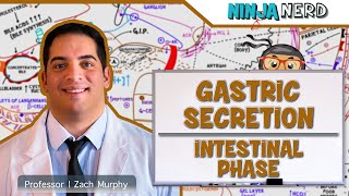 Gastrointestinal  Gastric Secretion The Intestinal Phase [upl. by Annayi]