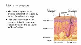 BCOR011WL Chpt 50  Mechanoreception [upl. by Johathan]