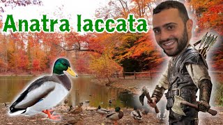 CHEF RUBEN VA A CACCIA🔫 🦆 Anatra laccata [upl. by Iew]