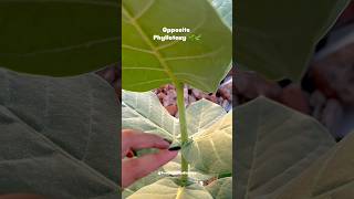 Opposite Phyllotaxy 🌱 neet2025 neetbiology morphologyoffloweringplants youtubeshorts [upl. by Raynard948]