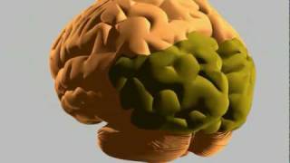 How the human brain works [upl. by Rosdniw]