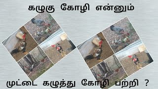 கழுகு கோழி என்னும் மொட்டை கழுத்து கோழி பற்றி [upl. by Fidelia200]