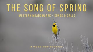 Songs and Calls of the Western Meadowlark 🎼 [upl. by Ymar]