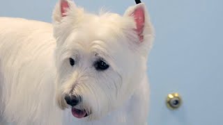 How to Groom a Westie  West Highland White Terrier  DoItYourself Dog [upl. by Okoyk]