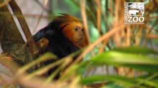 Golden Lion Headed Tamarins New Home  Cincinnati Zoo [upl. by Finley]