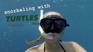 the one with turtles sharks and snorkeling in blue waters in the Maldives [upl. by Doner340]