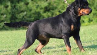 Rottweiler  Rottie  Dog breeds info facts dog training [upl. by Aniz]