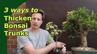 Jade Bonsai How to Create Thick Trunk [upl. by Readus178]