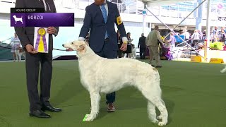 Borzois  Breed Judging 2023 [upl. by Tamar]