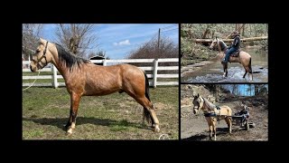 Buckskin Kentucky Mountain Gaited Trail Gelding For Sale Kid SafeDrivingParade [upl. by Jehoash]