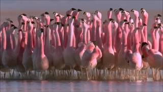 Flamingo Dance  Crazy in Love [upl. by Ebsen]