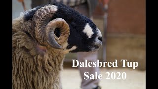 Dalesbred Tup Sale 2020 [upl. by Anirol847]