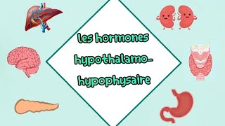 Les hormones hypothalamohypophysaire شرح مفصل بالعربية  cour 2 ème année médecine biochemie [upl. by Asiaj]