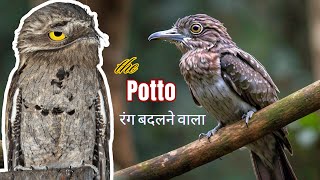 Amazing The Potoos  are a group of birds facts animals adhbhut wildlife birds nature [upl. by Allevon909]