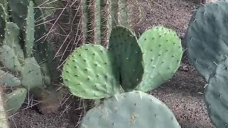 Opuntia robusta growing new paddles [upl. by Dorisa486]