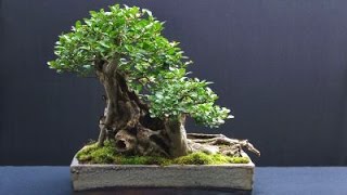 Ligustrum japonicum Bonsai  Japanese Privet Tree Privet Wax Leaf Privet [upl. by Leak234]