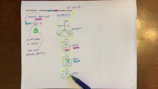 Amino acids at different pHs [upl. by Tonya]