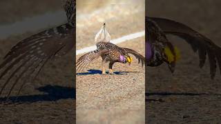 ave zaouli zauli bird dancing bird to woo the female zaoulibird birds art dance ytshorts [upl. by Winters]