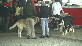 4º Concurso de Cão de Gado Transmontano [upl. by Welcher518]