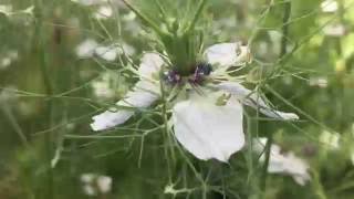 Geranium phaeum Album Dusky cranesbill geranium phaeum album dusky cranesbill gardening [upl. by Nylanej]