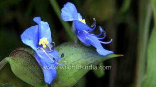 Commelina flowers in the Himalayan monsoon [upl. by Ennaehr]